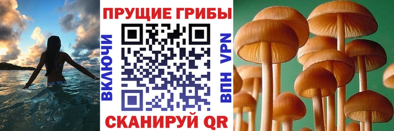 Галлюциногенные грибы Psilocybe наркошоп Усть-Илимск